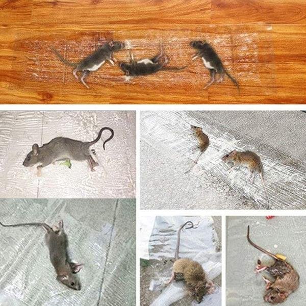 Black Rat Killing Magic Carpet