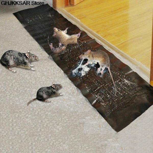 Black Rat Killing Magic Carpet